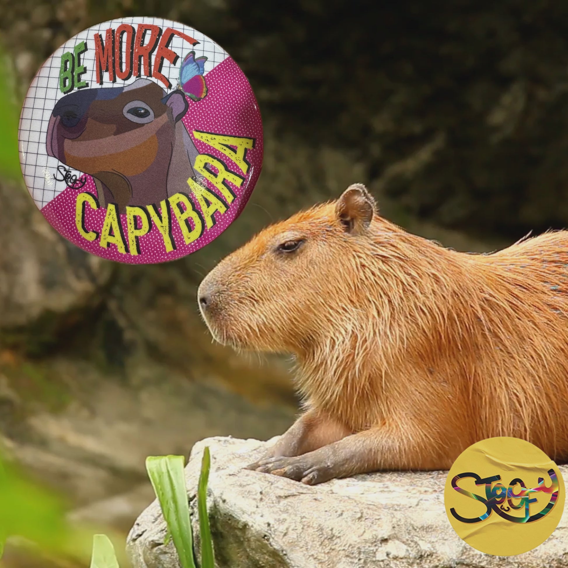 Video of Stoofy's Be More Capybara next to a super chill capybara. A daily reminder to not sweat the small stuff and rise above big stuff. Design and copyright owned by Stoofy.
